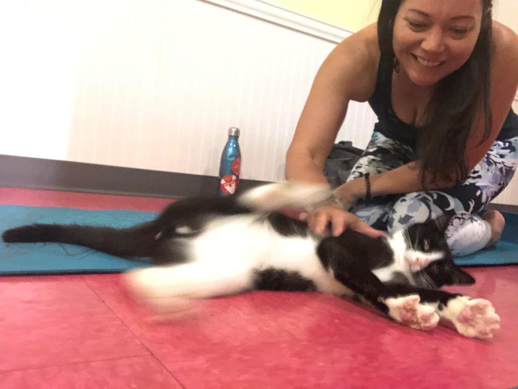 Playing with a cat during cat yoga.