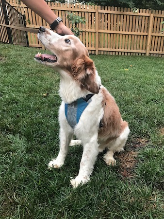 Wallace, my Welsh Springer Spaniel, sitting and wearing his Stunt Puppy Harness