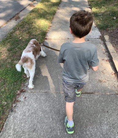 View from walking behind my eldest (6 year old) walking Wallace who is in his Stunt Puppy harness.