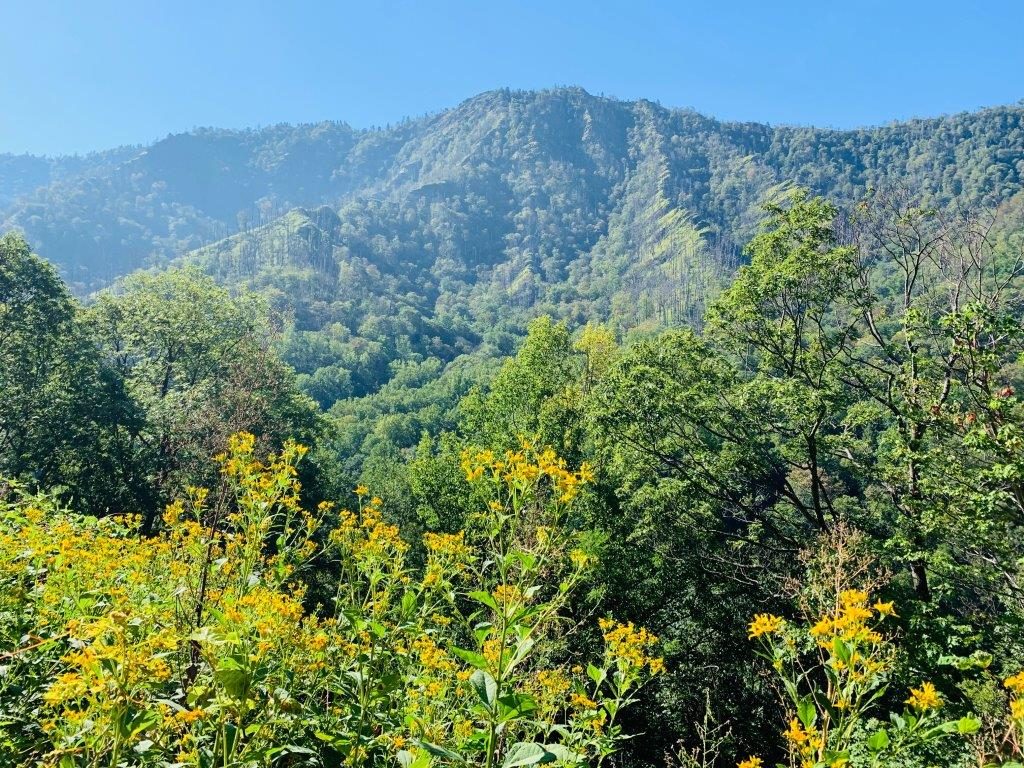 Views of the Smoky Mountains. Wild flowers and green mountainsides.