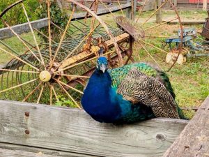 A peacock sitting on a wagon at the nearby petting zoo.