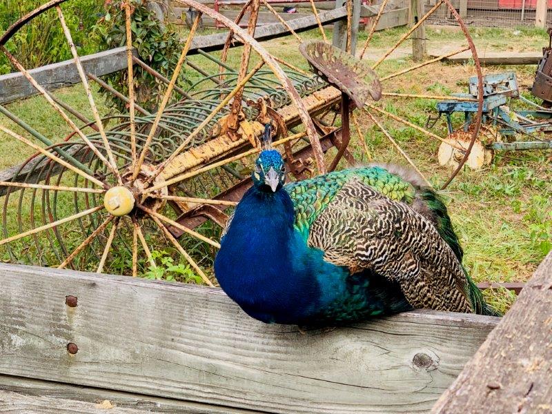 A peacock sitting on a wagon at the nearby petting zoo.