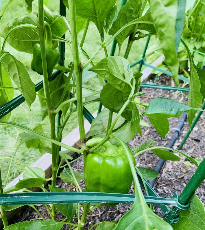 A couple of green peppers growing strong.