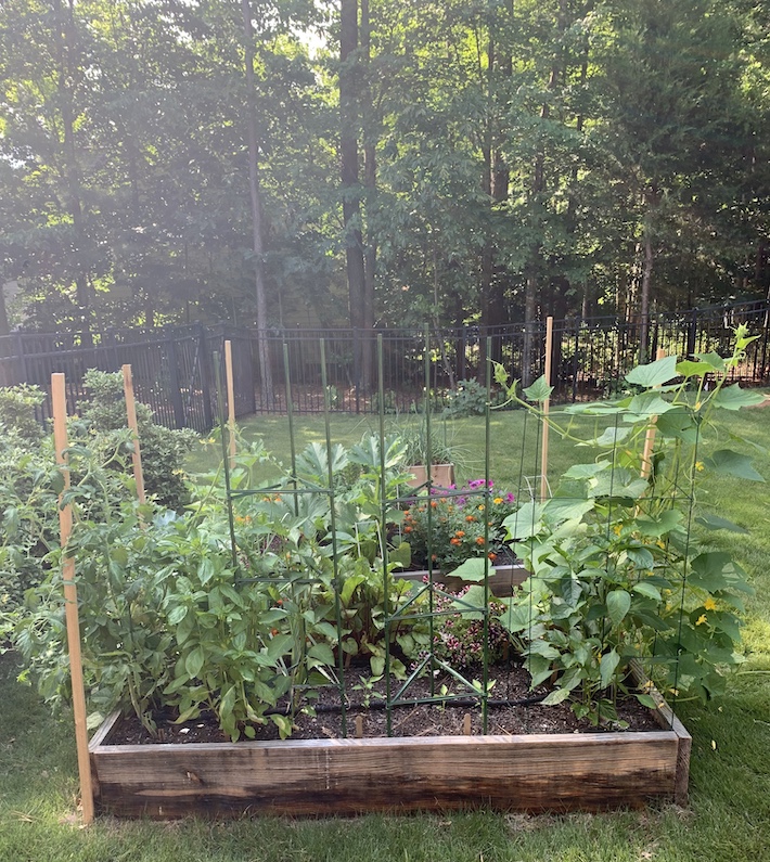 Garden growing like crazy. Tall tomatoes, peppers, cucumbers, and purple and orange flowers sprinkled throughout.
