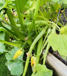 Several small zucchini's popping up throughout.