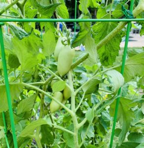 Green Roma tomatoes growing in a huge tomato plant.